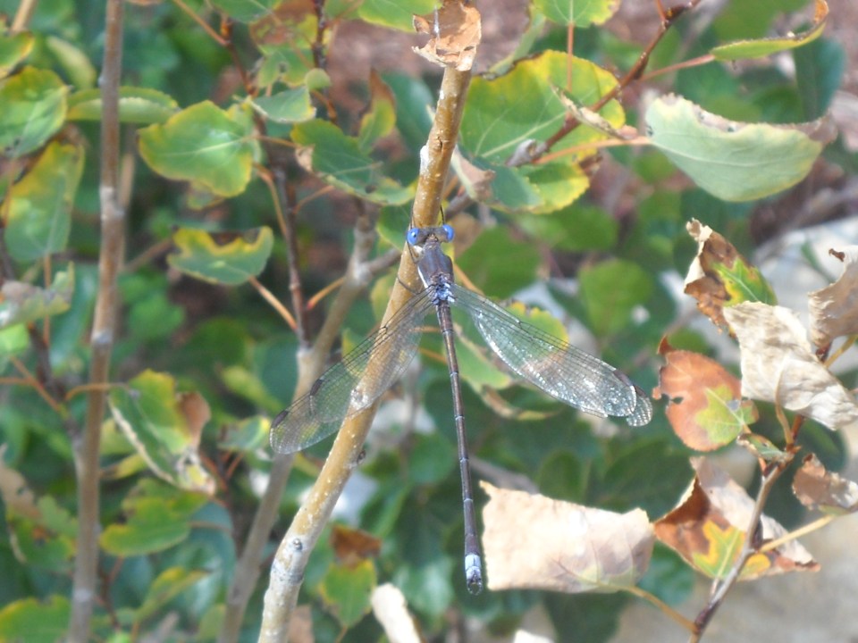 dragonfly, Denver Botanic Gardens
