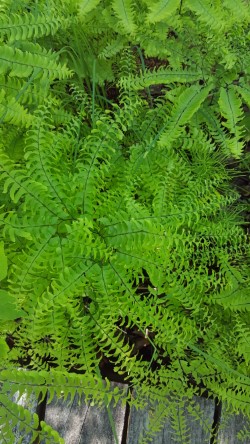 Kensington Metropark Milford, Michigan