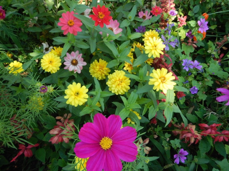 zinnias, Santa Fe