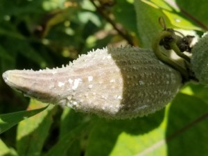 milkweed pod, Mackinac Island
