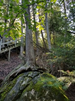 rocks, trees, steps, Mackinac Island