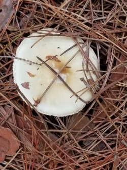 pine needles and fungus