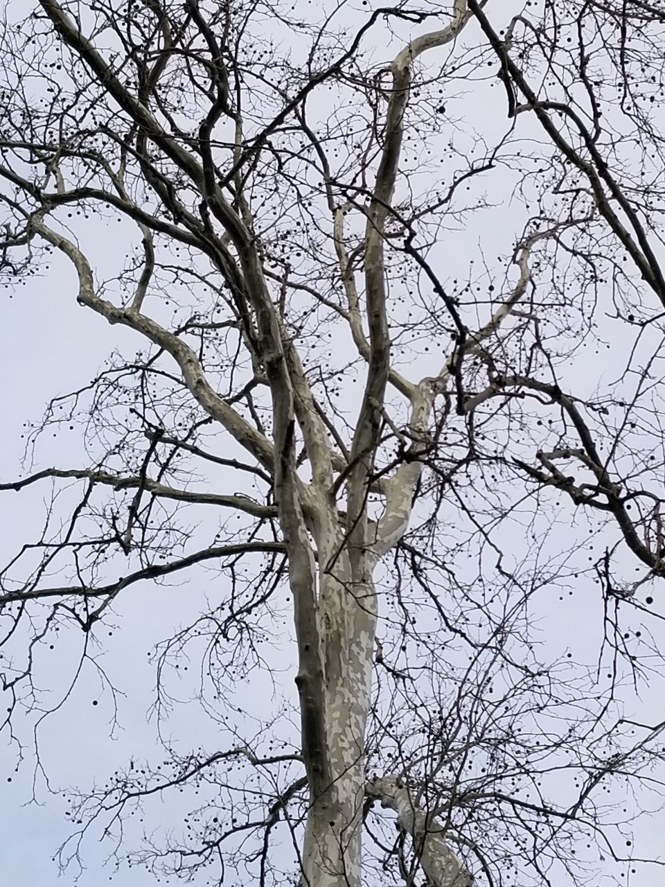 sycamore on the banks of the Shenanandoah River