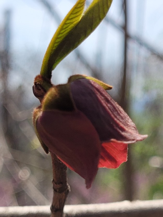 pawpaw flower, Sky Meadows State Park