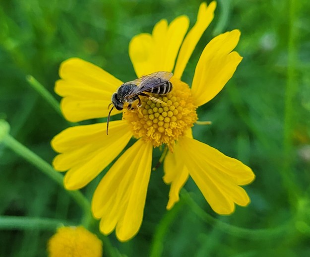 St. John's wort and bee